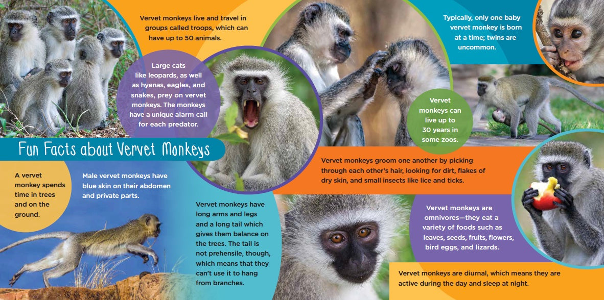 Mosi Musa: A True Tale about a Baby Monkey Raised by His Grandma