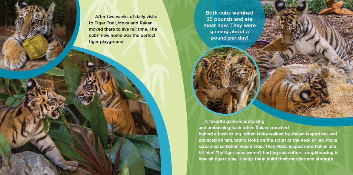 Saving Moka: The True Tale of a Rescued Tiger Cub