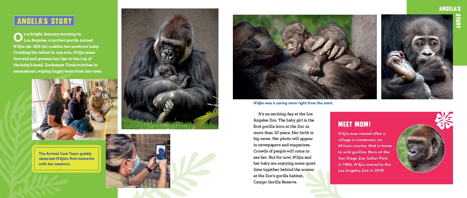 Angela & Lulingu: Two Gorillas, a World Apart