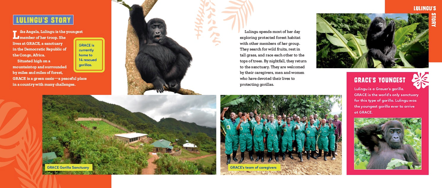 Angela & Lulingu: Two Gorillas, a World Apart